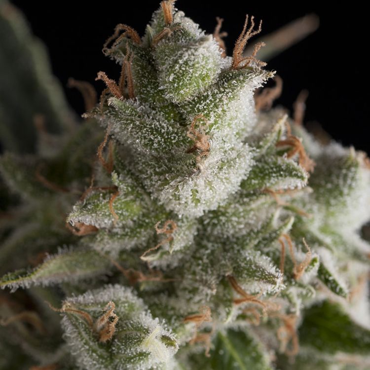 Dope Breeders - PYRAMID SEEDS Fresh Candy Image