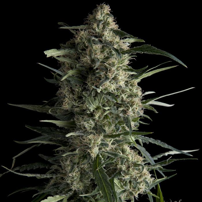 Dope Breeders - PYRAMID SEEDS Galaxy CBD Image