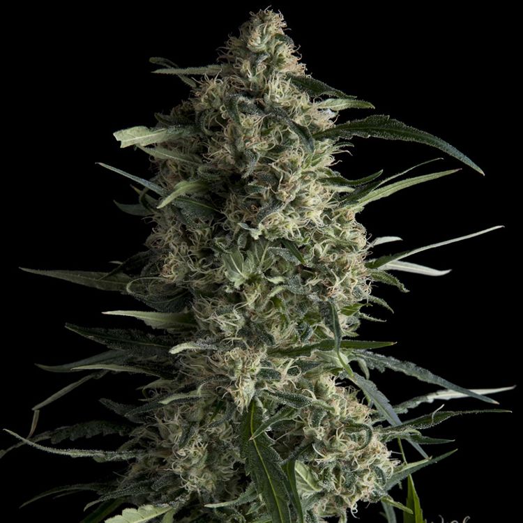 Dope Breeders - PYRAMID SEEDS Galaxy Image