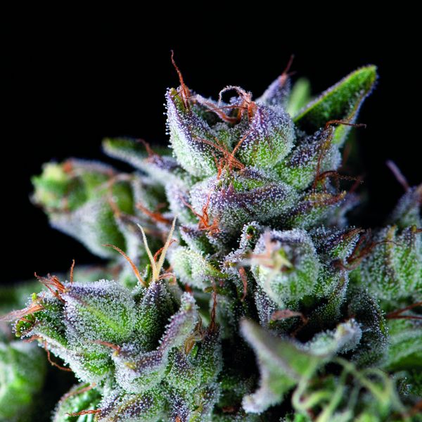 Dope Breeders - PYRAMID SEEDS Gorila Image