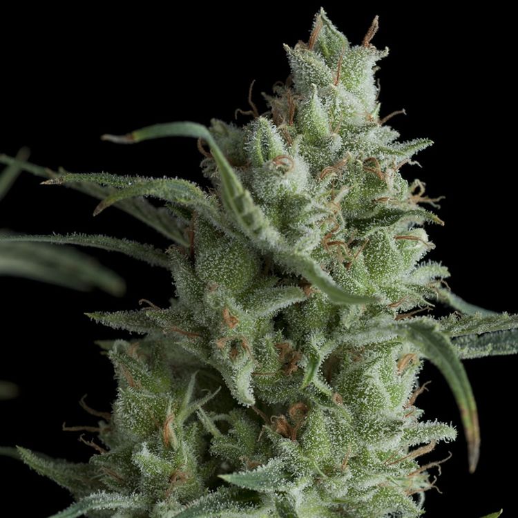 Dope Breeders - PYRAMID SEEDS Kryptonite Image