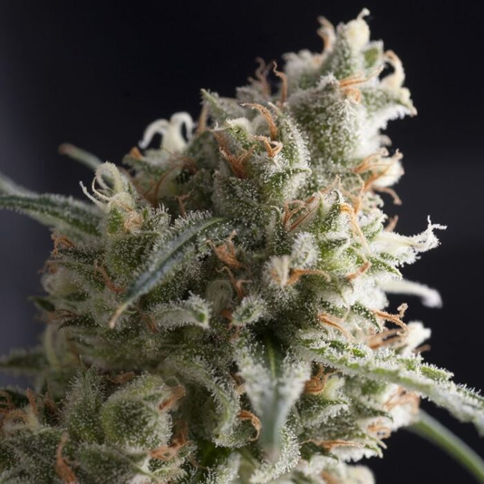 Dope Breeders - PYRAMID SEEDS Lennon Image