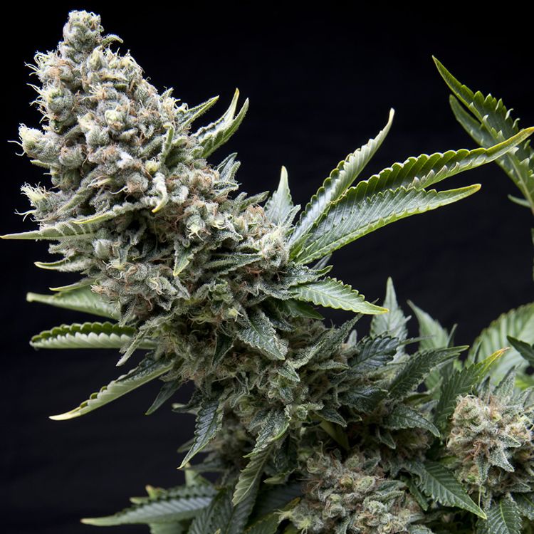 Dope Breeders - PYRAMID SEEDS New York City Image