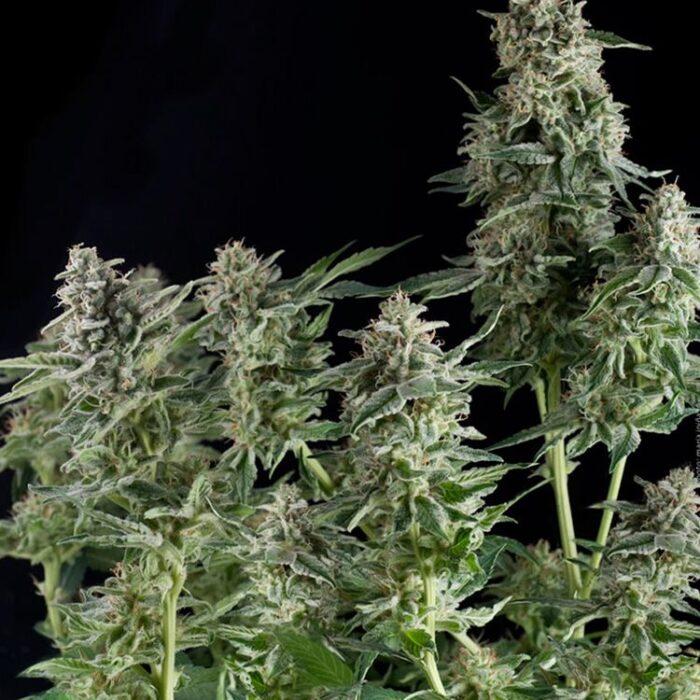 Dope Breeders - PYRAMID SEEDS Northern Lights CBD Image