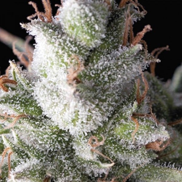 Dope Breeders - PYRAMID SEEDS Ramses Image