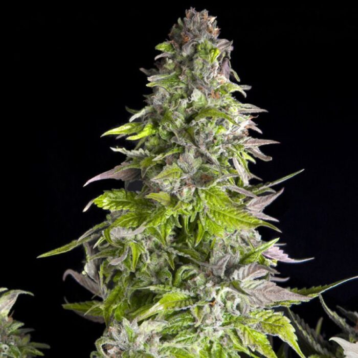 Dope Breeders - PYRAMID SEEDS Romulan Image