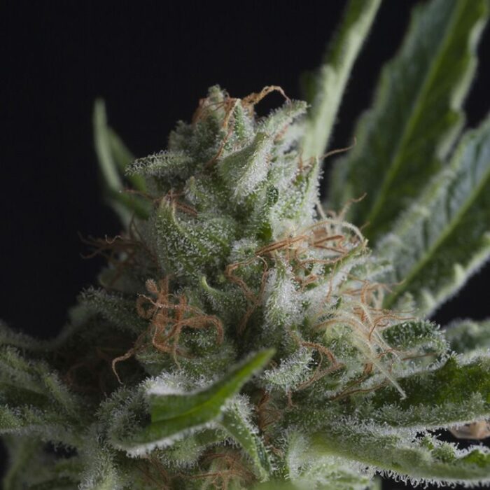 Dope Breeders - PYRAMID SEEDS Shark CBD Image