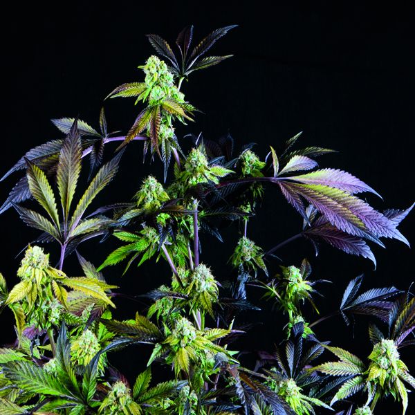 Dope Breeders - PYRAMID SEEDS Sunset Sherbet Image