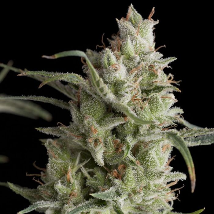 Dope Breeders - PYRAMID SEEDS Super OG Kush Image