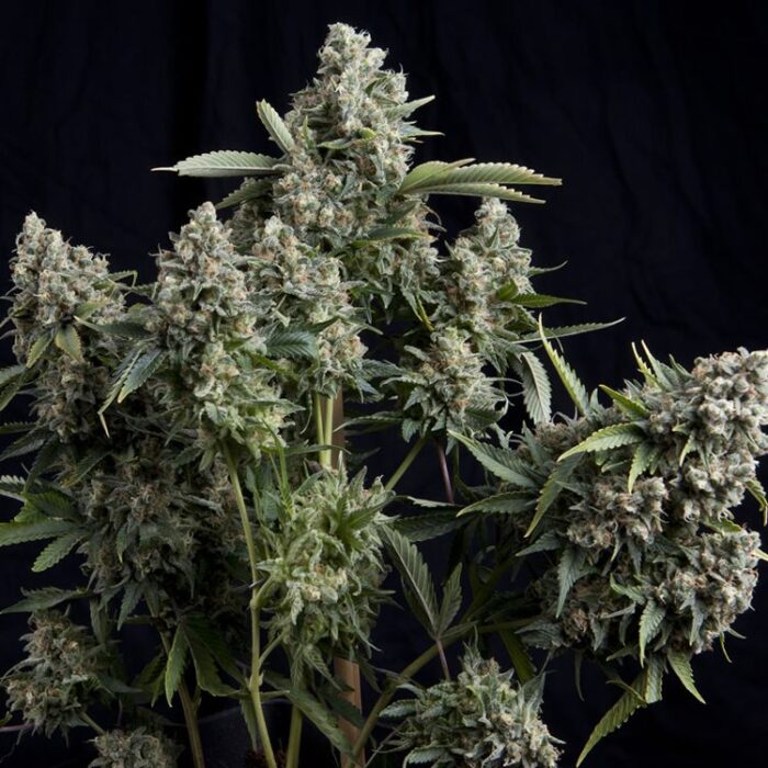 Dope Breeders - PYRAMID SEEDS Tutankhamon Image