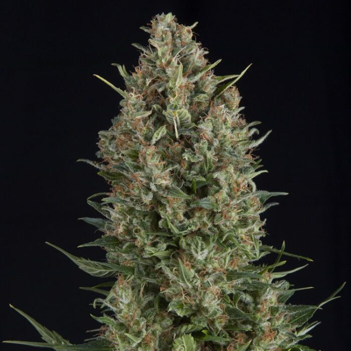 Dope Breeders - PYRAMID SEEDS Wembley Image