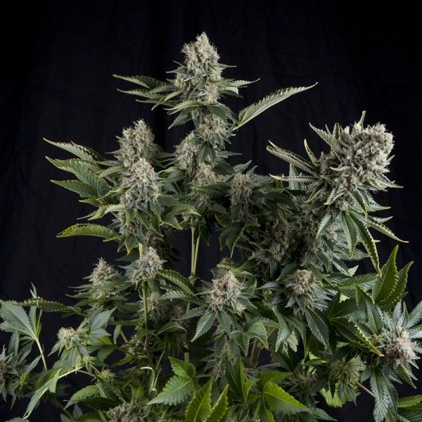 Dope Breeders - PYRAMID SEEDS White Widow CBD Image