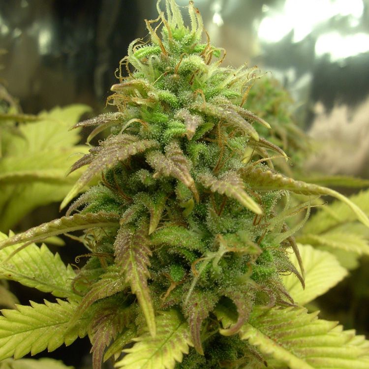 Dope Breeders - R-KIEM SEEDS Portela Image