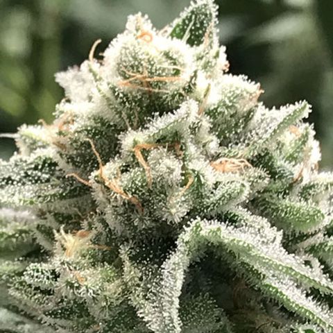 Dope Breeders - R-KIEM SEEDS Sublimator Image