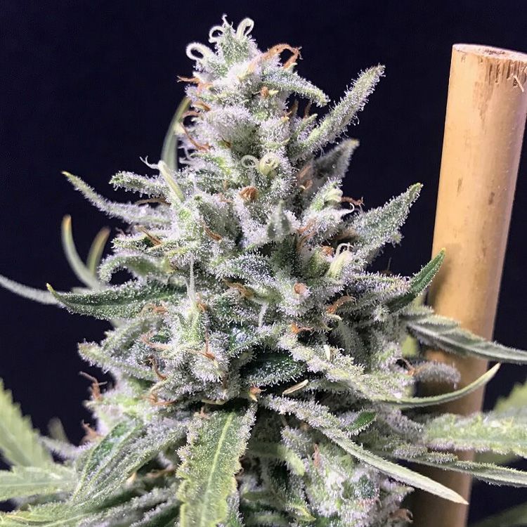 Dope Breeders - R-KIEM SEEDS Thunderstorm Auto Image