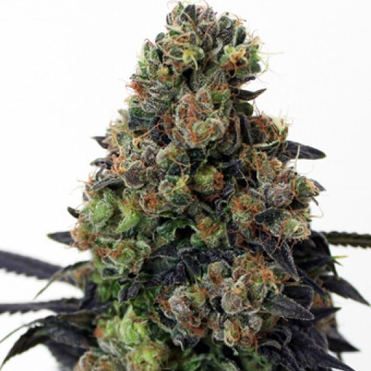 Dope Breeders - RIPPER SEEDS Acid Dough Image