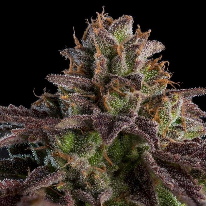 Dope Breeders - RIPPER SEEDS Auto K-Mintz Image