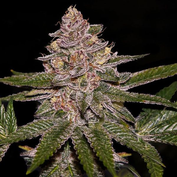 Dope Breeders - RIPPER SEEDS Auto Radical Juice Image