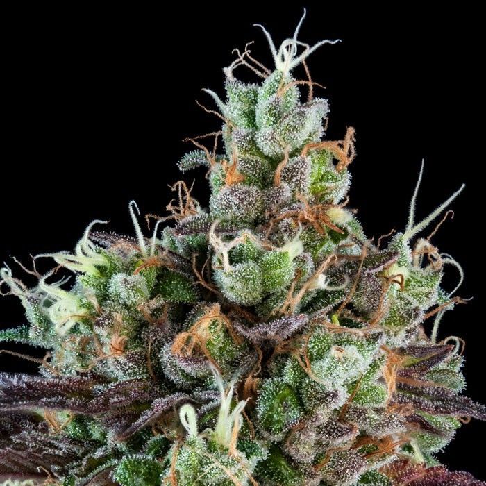 Dope Breeders - RIPPER SEEDS Auto Sour Ripper Image