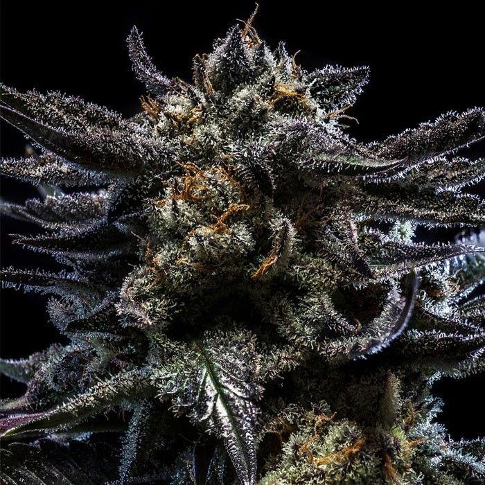 Dope Breeders - RIPPER SEEDS Auto Zombie Kush Image