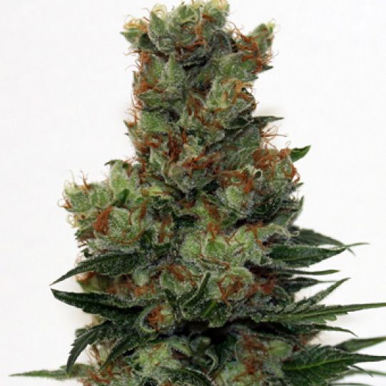 Dope Breeders - RIPPER SEEDS Badazz Image