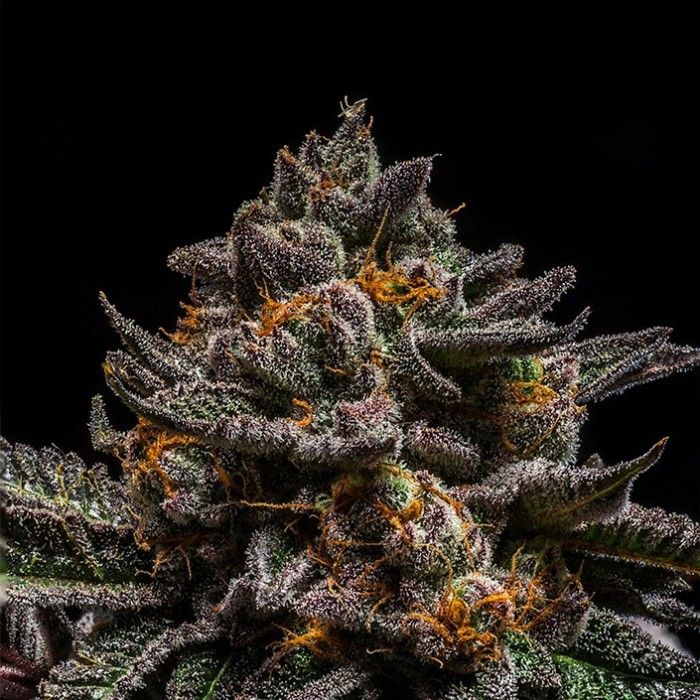 Dope Breeders - RIPPER SEEDS Brain Cake Image