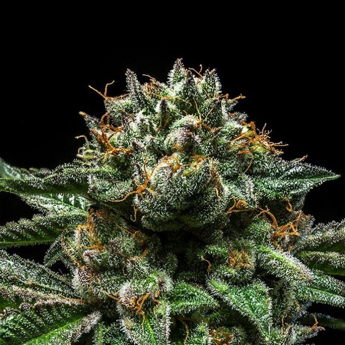 Dope Breeders - RIPPER SEEDS Chempie Image