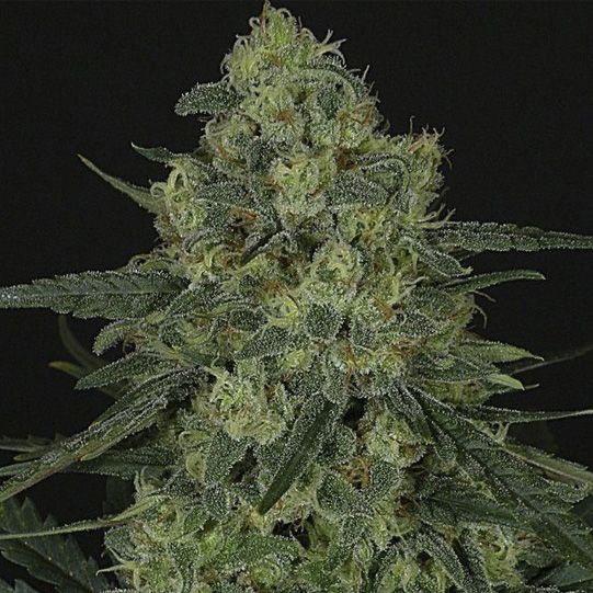 Dope Breeders - RIPPER SEEDS Criminal + Image