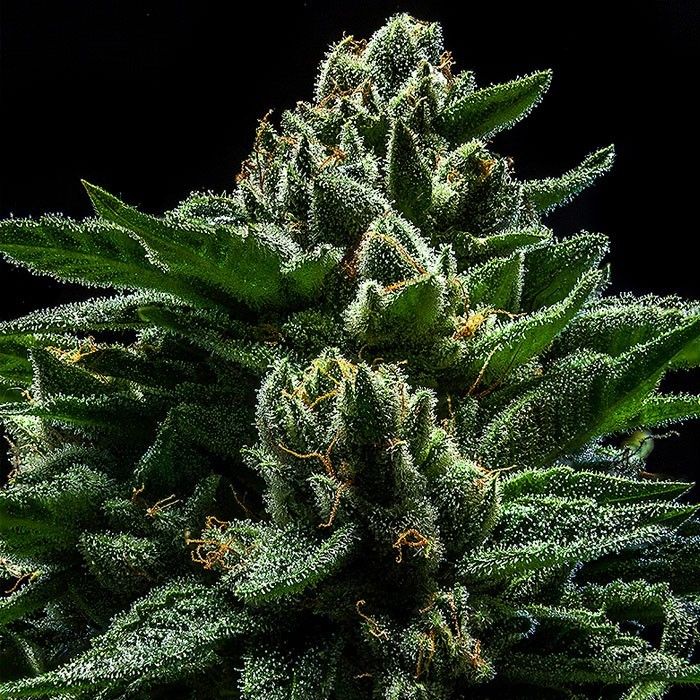 Dope Breeders - RIPPER SEEDS DO-G Image