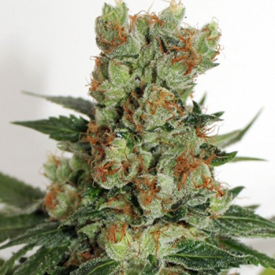 Dope Breeders - RIPPER SEEDS Fuel OG Image