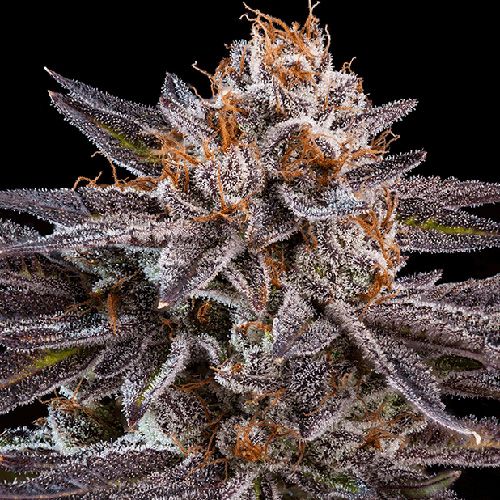 Dope Breeders - RIPPER SEEDS OMG Image