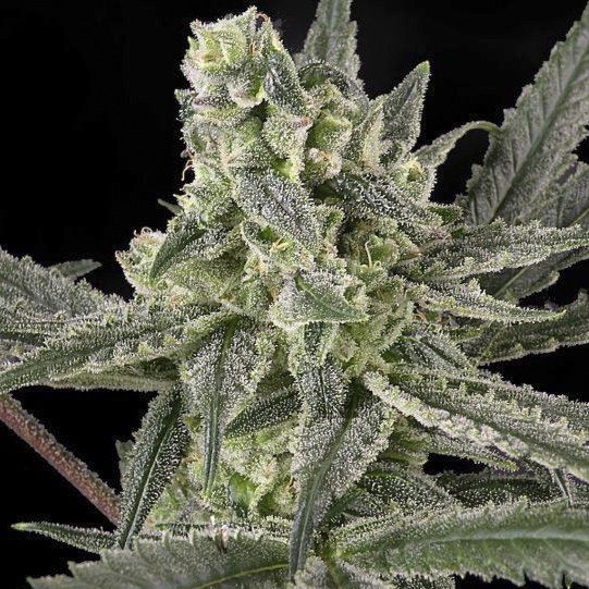 Dope Breeders - RIPPER SEEDS Old School Image