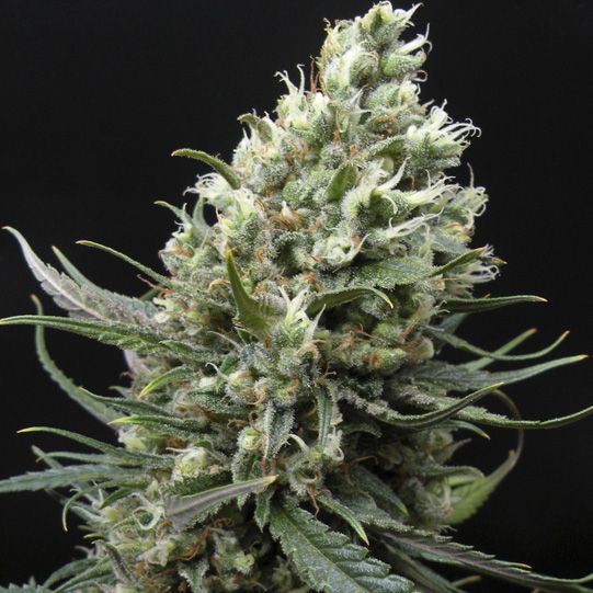 Dope Breeders - RIPPER SEEDS Ripper Haze Image