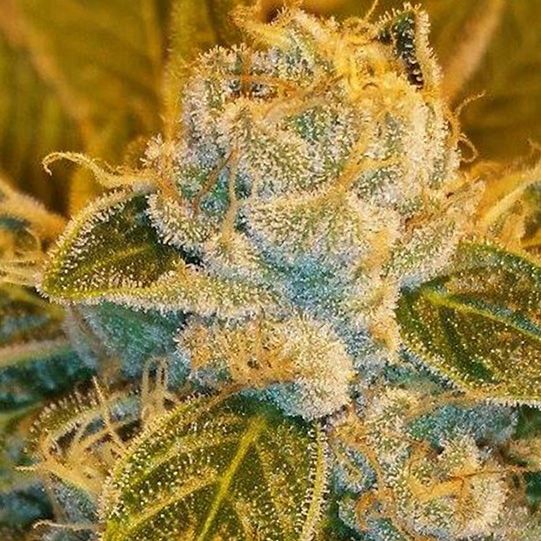 Dope Breeders - RIPPER SEEDS Sour Ripper Image