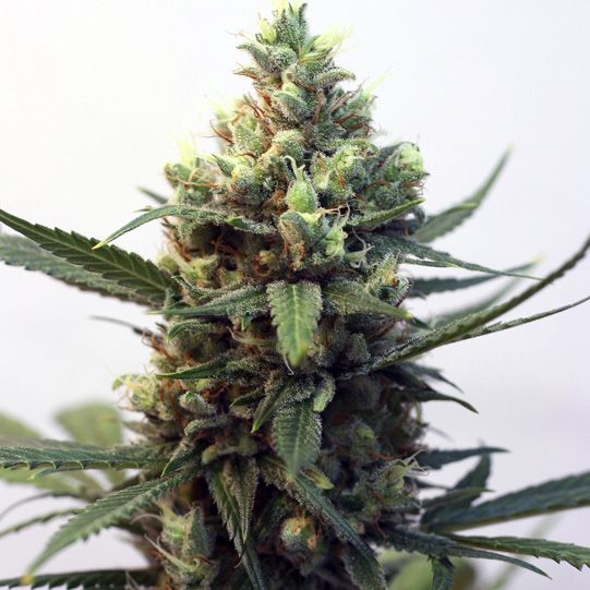 Dope Breeders - RIPPER SEEDS Toxic Image