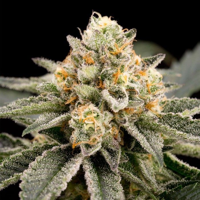 Dope Breeders - RIPPER SEEDS Zombie Bride Image