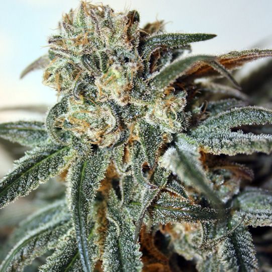 Dope Breeders - RIPPER SEEDS Zombie Kush Image