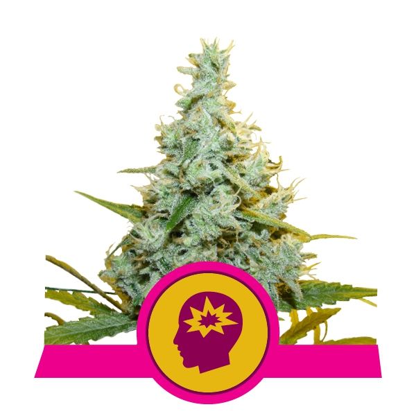 Dope Breeders - ROYAL QUEEN SEEDS AMG Image