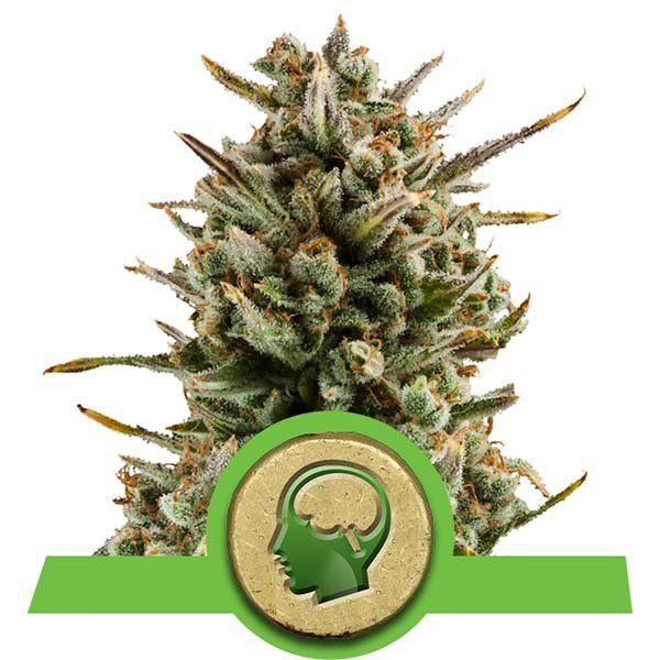 Dope Breeders - ROYAL QUEEN SEEDS Amnesia Haze Automatic Image