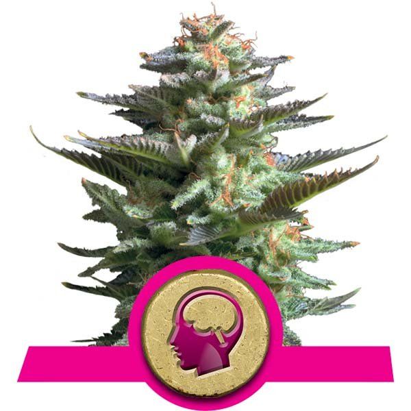 Dope Breeders - ROYAL QUEEN SEEDS Amnesia Haze Image