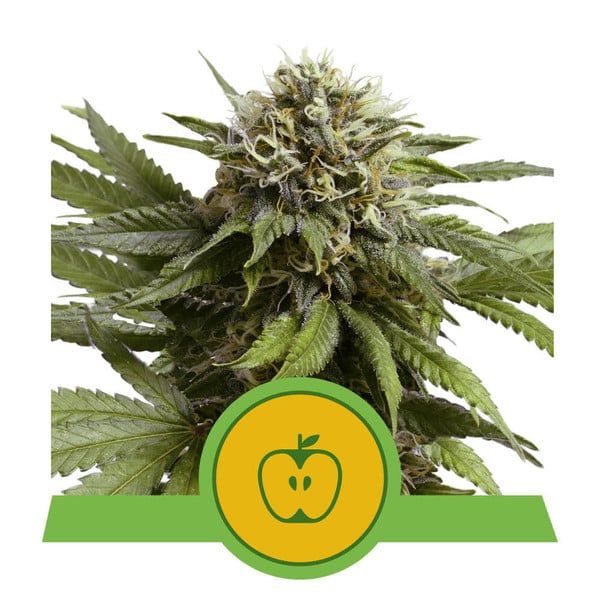 Dope Breeders - ROYAL QUEEN SEEDS Apple Fritter Auto Image