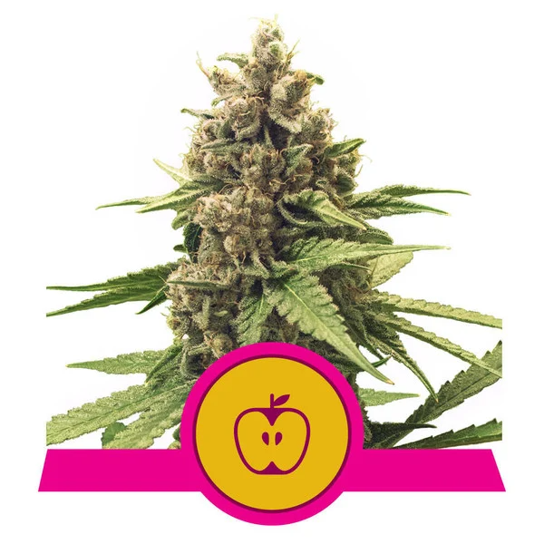 Dope Breeders - ROYAL QUEEN SEEDS Apple Fritter Image