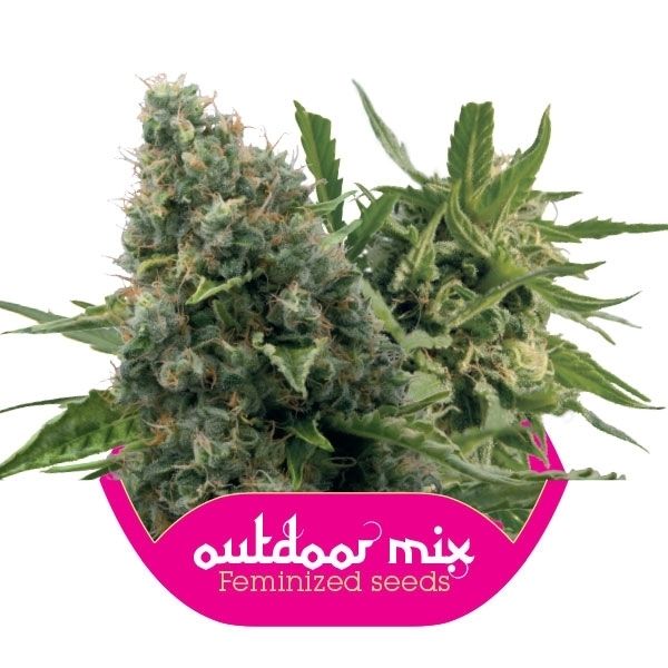 Dope Breeders - ROYAL QUEEN SEEDS Automatic Mix Image