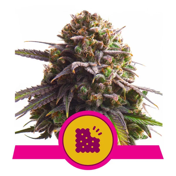 Dope Breeders - ROYAL QUEEN SEEDS Biscotti Image