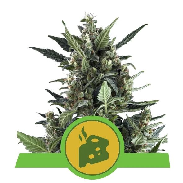 Dope Breeders - ROYAL QUEEN SEEDS Blue Cheese Auto Image