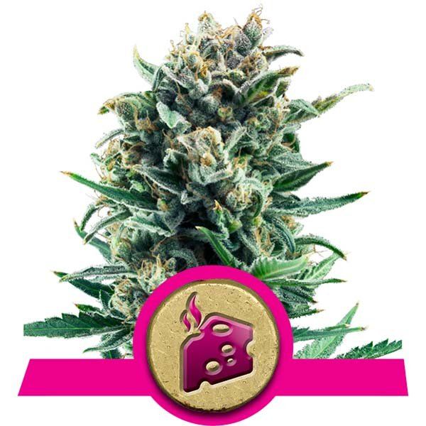 Dope Breeders - ROYAL QUEEN SEEDS Blue Cheese Image