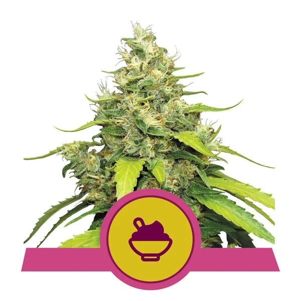 Dope Breeders - ROYAL QUEEN SEEDS Blue Gelato Image