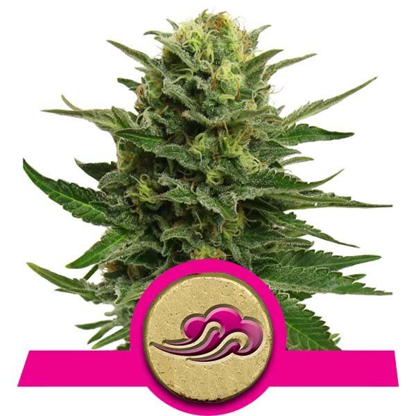 Dope Breeders - ROYAL QUEEN SEEDS Blue Mystic Image