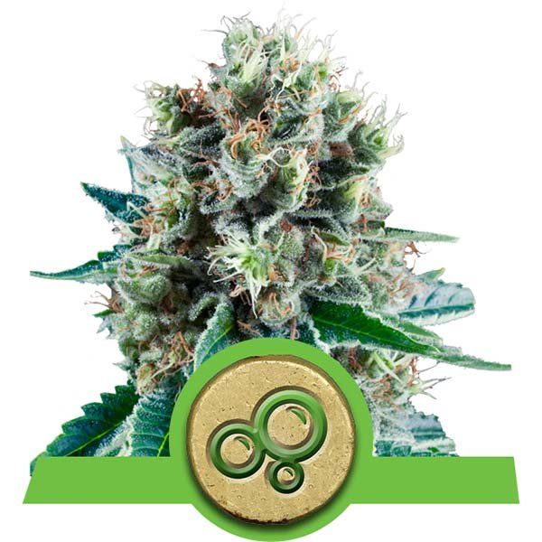 Dope Breeders - ROYAL QUEEN SEEDS Bubble Kush Auto Image