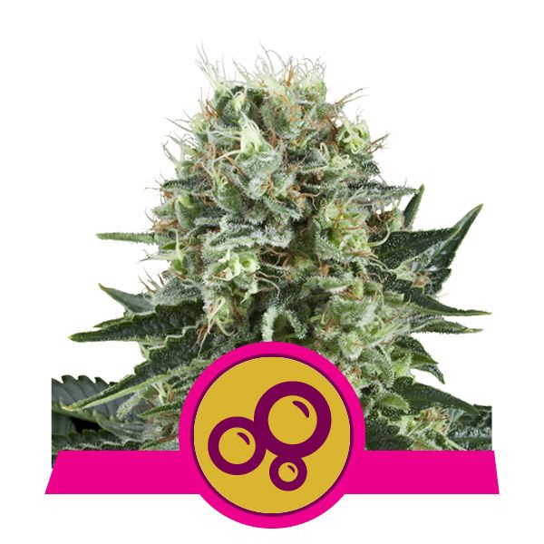 Dope Breeders - ROYAL QUEEN SEEDS Bubble Kush Image